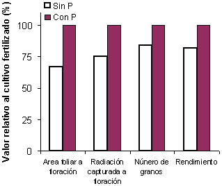 Fertilización Fosforada del Cultivo de Soja - Image 3