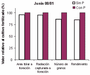 Fertilización Fosforada del Cultivo de Soja - Image 4