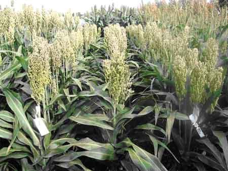 Evaluación de rendimiento y calidad en híbridos comerciales y experimentales de sorgo - Image 2