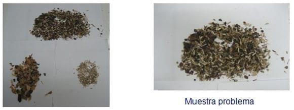 Ingredientes alternos para cerdos. Conocer para decidir su inclusión - Image 14