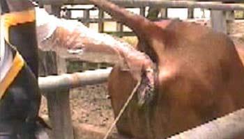 Resultados parciales de la Inseminación Artificial a tiempo fijo en el Departamento de Arauca (Colombia) - Image 1