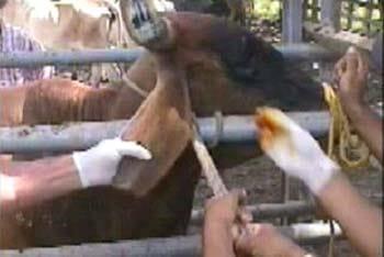 Resultados parciales de la Inseminación Artificial a tiempo fijo en el Departamento de Arauca (Colombia) - Image 2