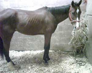 ¿Porque la laminitis es una enfermedad invalidante para el caballo? - Image 1