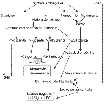 Fisiología del Magnesio 1 - Image 26