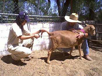 Manejo del rebaño ovino - Image 10