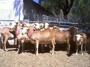 Manejo del rebaño ovino - Image 4