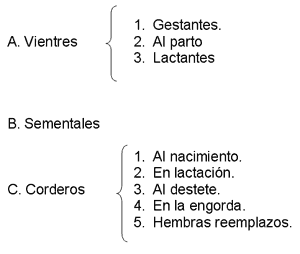 Manejo del rebaño ovino - Image 3