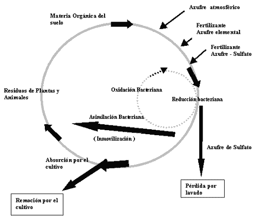 Manejo del Azufre y Fertilizantes Azufrados en Siembra Directa - Image 3