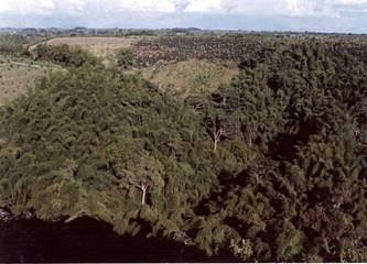 Importancia de los murciélagos en la agricultura y en la vida del hombre… - Image 4