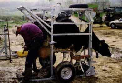 Los recortes funcionales y curativos en las pezuñas de los bovinos - Image 3