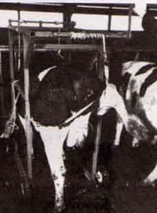 Los recortes funcionales y curativos en las pezuñas de los bovinos - Image 7