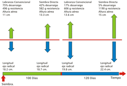 Resistencia al desprendimiento de plántulas de alfalfa en implantación - Image 3