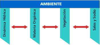 Principios para el manejo de situaciones con suelos salinos y alcalinos - Image 5