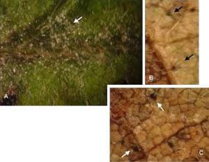 Roya de la Soja. Monitoreo para detección y diagnóstico a campo - Image 3