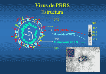 Técnicas diagnósticas para el Síndrome reproductivo y respiratorio porcino (PRRS): Interpretación. - Image 1