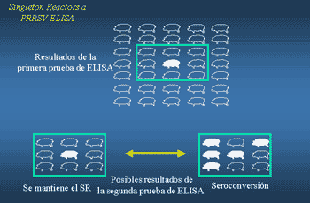 Técnicas diagnósticas para el Síndrome reproductivo y respiratorio porcino (PRRS): Interpretación. - Image 4