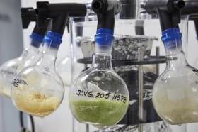 Algas marinas para reducir el uso de antibióticos en producción animal - Image 1