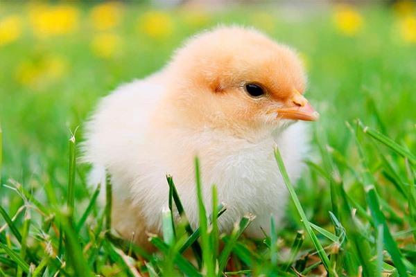 Efecto los pronutrientes sobre los parámetros productivos y mortalidad en broilers - Image 1