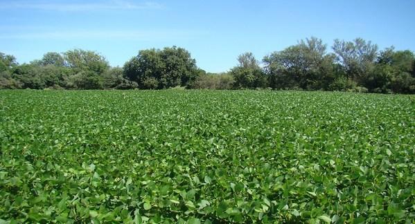 Argentina - Suelo: Vinculan el cambio de uso a pérdidas de carbono orgánico - Image 2