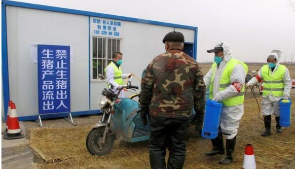 China - Peste Porcina Africana: Hallan una mutación natural en el virus - Image 1