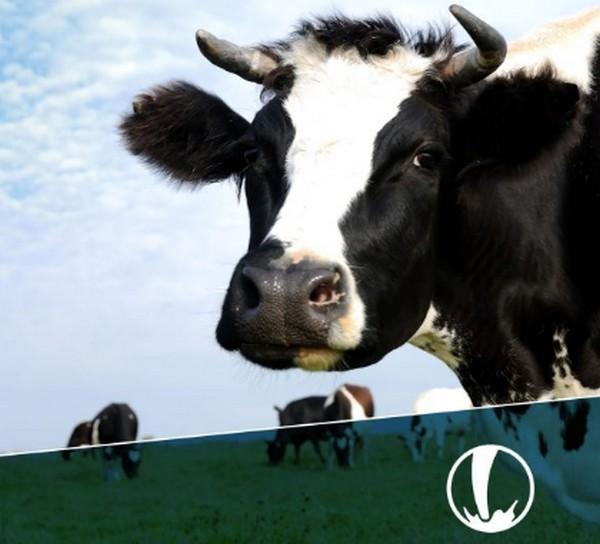 Webinar Gratuito -  Fepale - Pasto en leche - Image 1