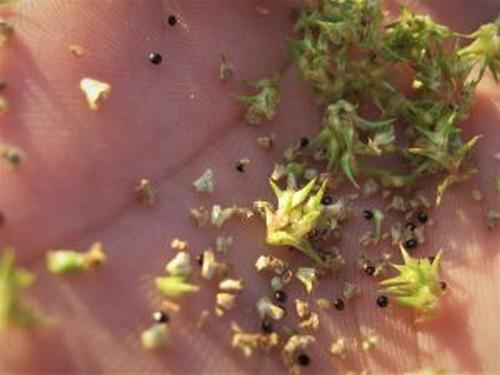 EE.UU. - Confirman resistencia de Amaranthus palmeri a glufosinato de amonio - Image 3