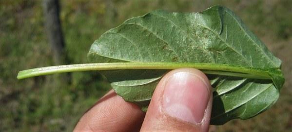 EE.UU. - Confirman resistencia de Amaranthus palmeri a glufosinato de amonio - Image 2
