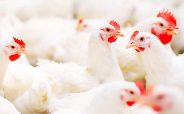 Alimentación Dividida: Mejores tasas de eclosión y menores costos de alimentación - Image 1