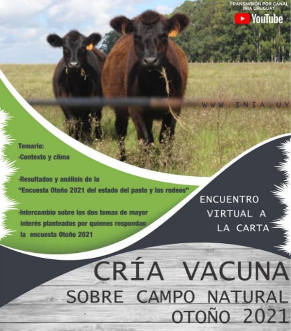 Cría vacuna sobre campo natural: otoño 2021 - Image 1