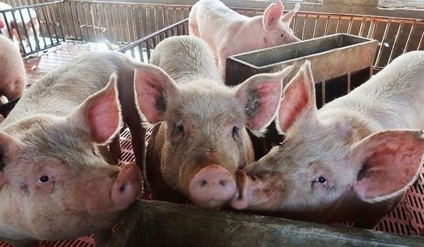 Filipinas - Inician ensayos de vacunas contra la peste porcina africana - Image 1