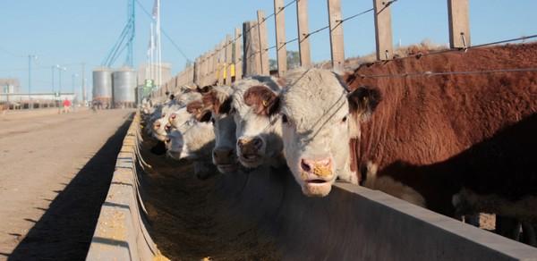 Especial feedlot  Sanidad: las claves para controlar las enfermedades en los corrales - Image 1