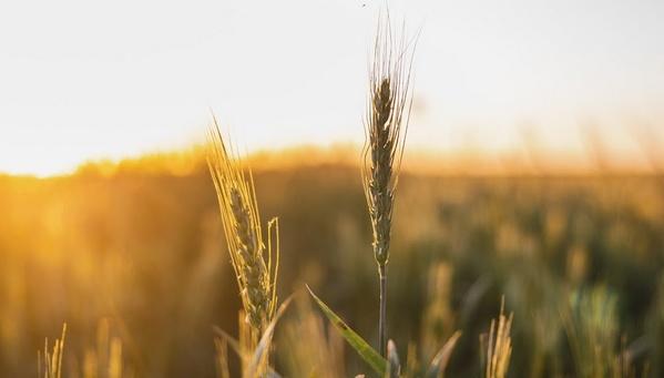 Argentina - Trigo: Qué buscan los productores a la hora de sembrar - Image 1