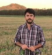 Argentina - Trigo: Qué buscan los productores a la hora de sembrar - Image 6