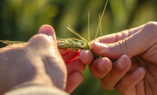 Argentina - Trigo: Qué buscan los productores a la hora de sembrar - Image 1