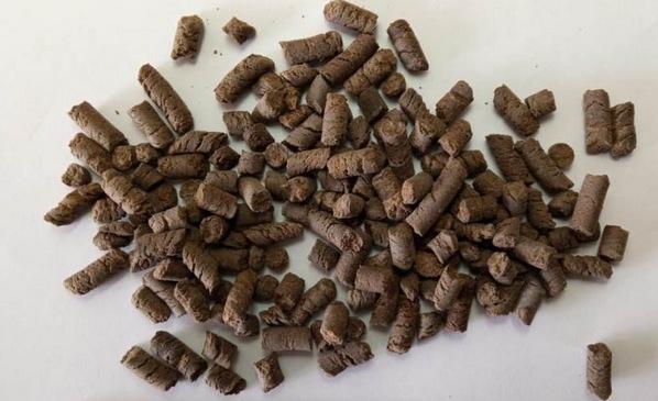 Argentina - Evalúan biofertilizante que aumenta el rendimiento del trigo - Image 4