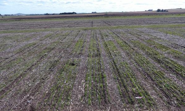 Argentina - Evalúan biofertilizante que aumenta el rendimiento del trigo - Image 2