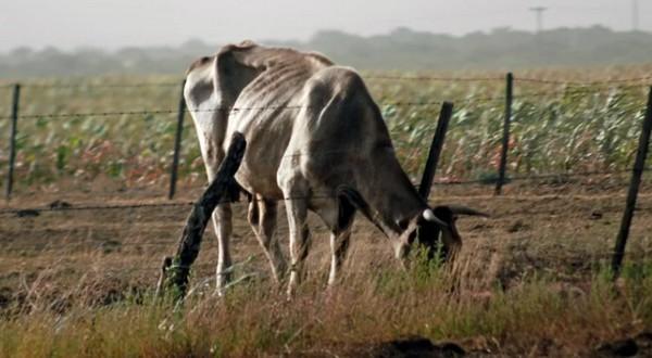 Pautas para conservar el rodeo en tiempos de sequía extrema - Image 1
