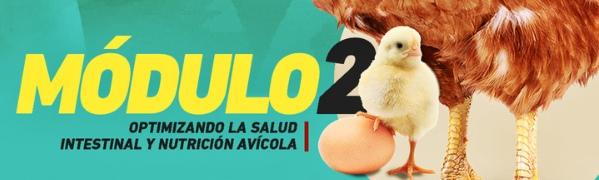 Ecuador - Optimizar la Salud intestinal y Nutrición avícola. Capacitación de AMEVEA-E - Image 1