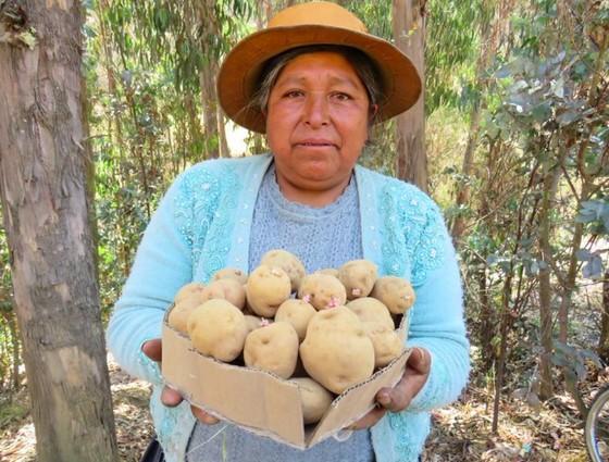 Perú - Anuncian una nueva patata resistente a enfermedades - Image 1