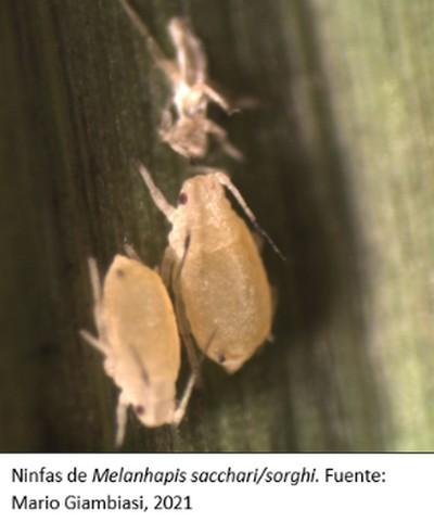 Uruguay - Presencia de pulgones de la Caña de Azúcar en rastrojos de verano - Image 1