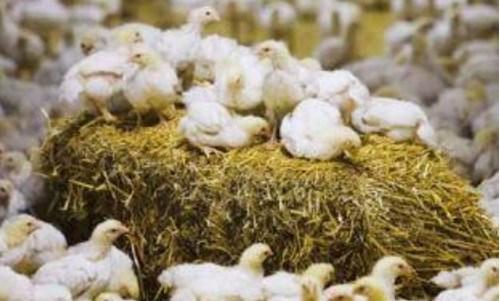 Factores predisponentes de pododermatitis en broilers - Image 2