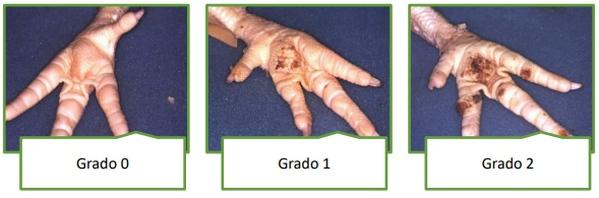 Factores predisponentes de pododermatitis en broilers - Image 1