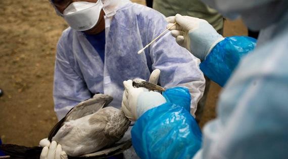 Influenza aviar: OIE pide mayor vigilancia frente al aumento de brotes - Image 1