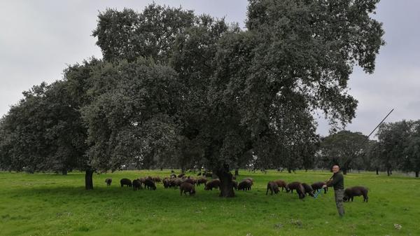 España - Factores asociados a la calidad de productos del cerdo ibérico - Image 1
