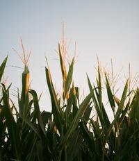México - CONAFAB: Persistirá alza de precios de proteína de origen animal - Image 1