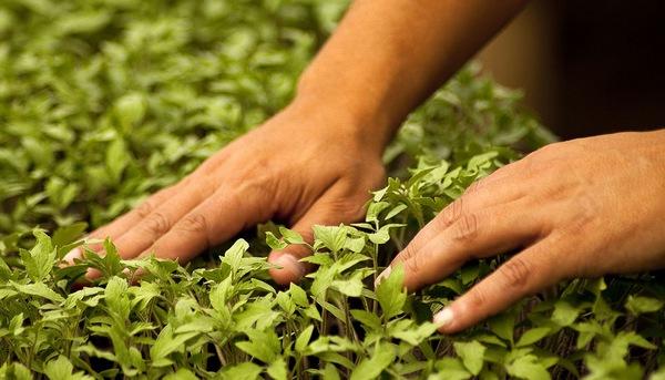 Argentina - Nuevas generaciones de agrónomos y su responsabilidad por el cuidado del medio ambiente - Image 1