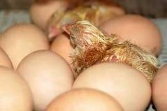EE.UU. : Simposio Alltech: Alimentación in ovo y la nutrición perinatal - Image 1