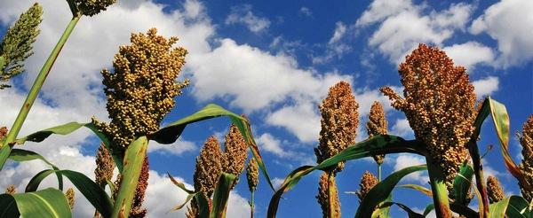 EE.UU. - Ventajas del Sorgo en la nutrición humana - Image 3
