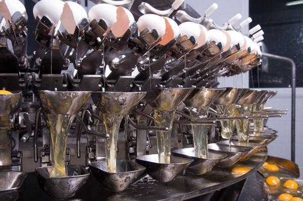Argentina - San Miguel: Una granja que apuesta a la producción de huevos a pesar de la incertidumbre - Image 4