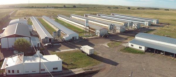 Argentina - San Miguel: Una granja que apuesta a la producción de huevos a pesar de la incertidumbre - Image 2